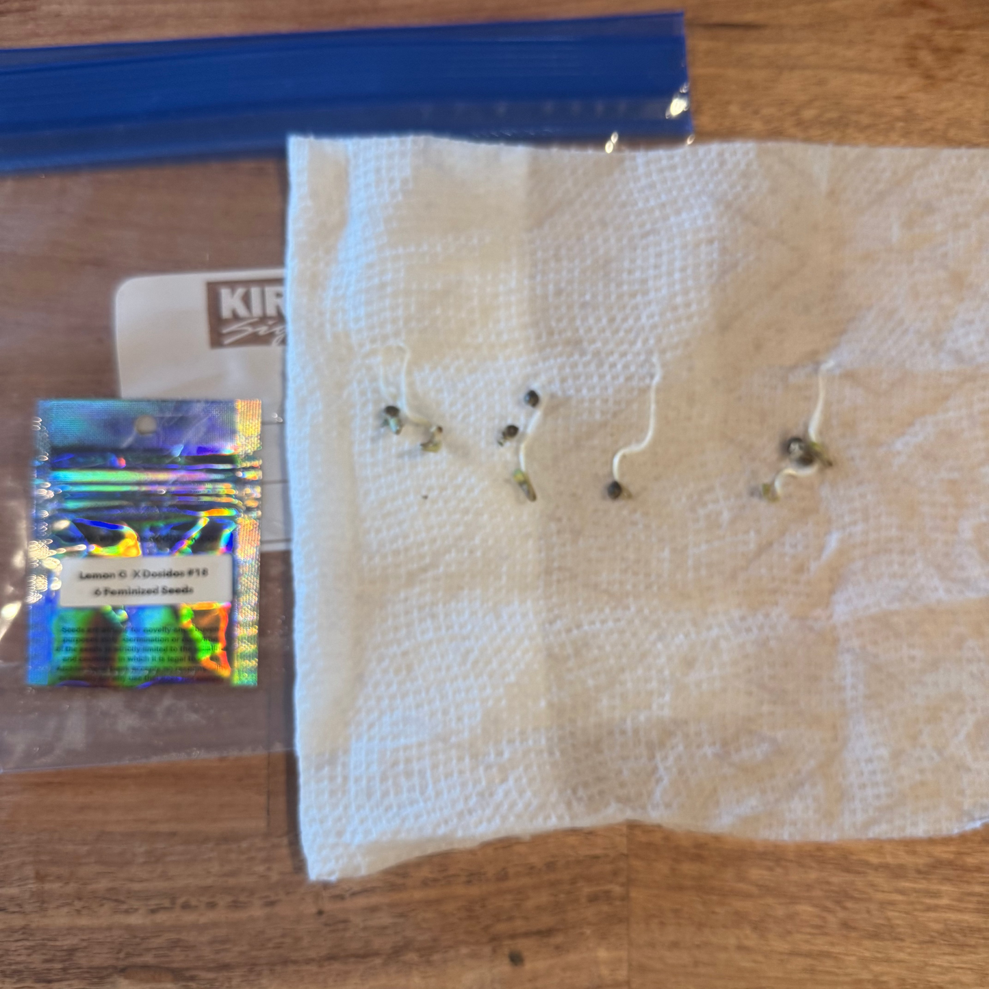 Lemon G x Dosidos #18