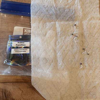 Amnesia x Dosidos #18