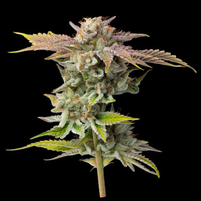 Lemon Cane