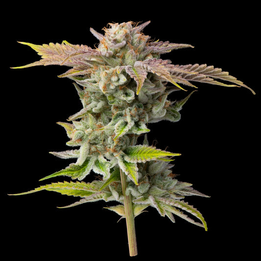 Lemon Cane