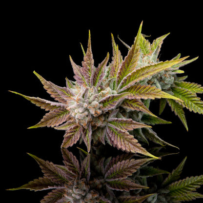 Lemon Cane