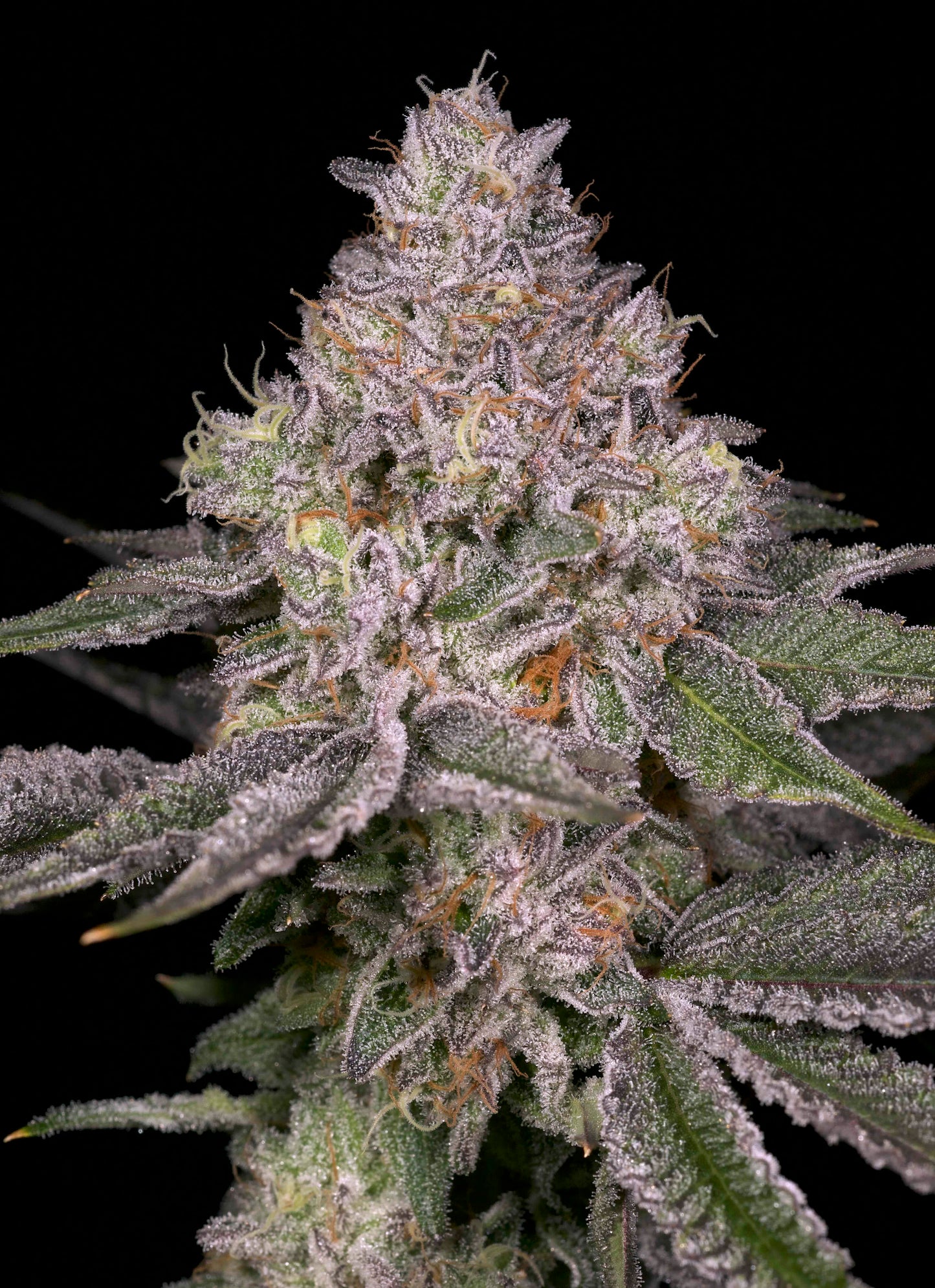Lemon Cane V2