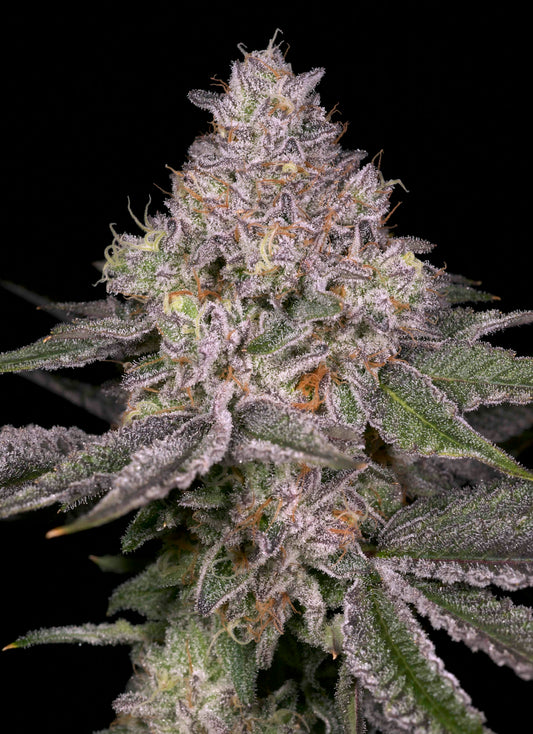 Lemon Cane V2