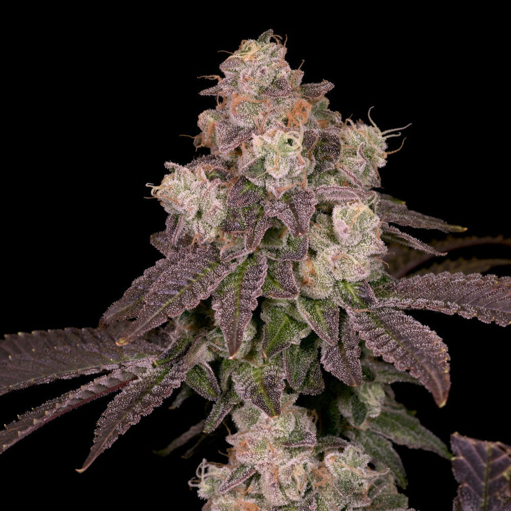 Moonbow 112 IX flowering cannabis, as labeled by the cited photo source