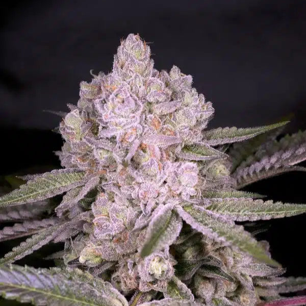 Oishii flowering cannabis, as labeled by the cited photo source