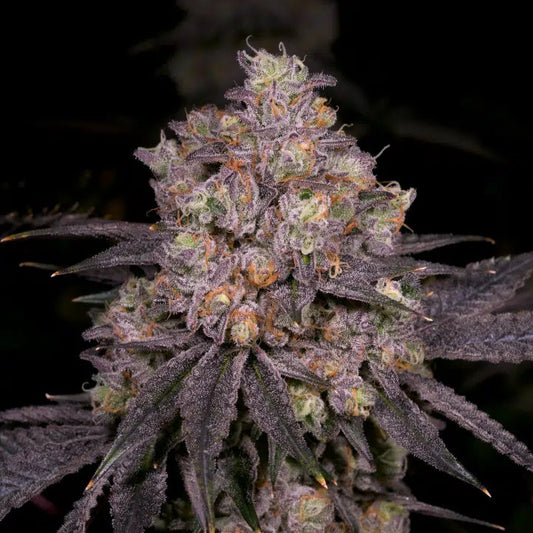 Planet Purple V2  Feminized