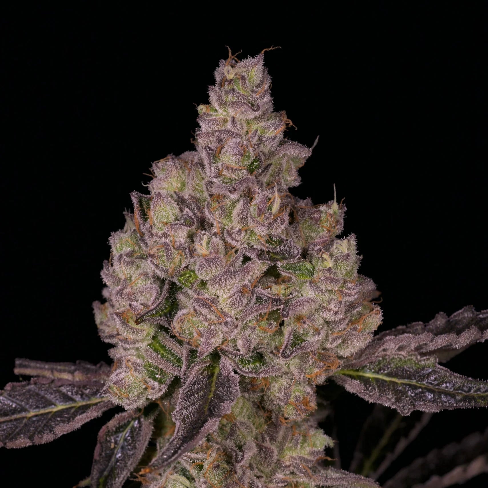 Planet Sherb flowering cannabis, as labeled by the cited photo source