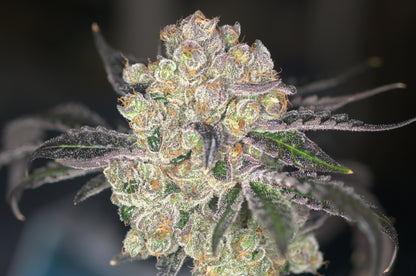 Samoas Feminized