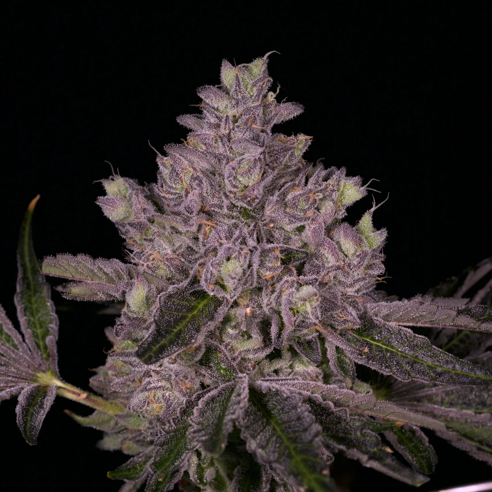 Sherbadough flowering cannabis, as labeled by the cited photo source