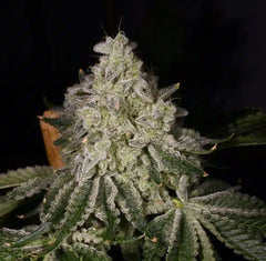 Sleeping with the Stars