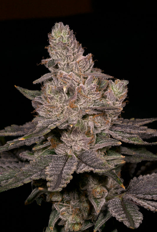 Slurricane