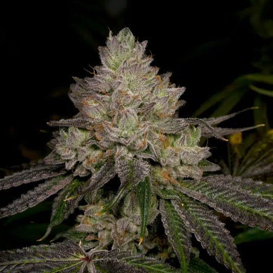 Two by Four Feminized
