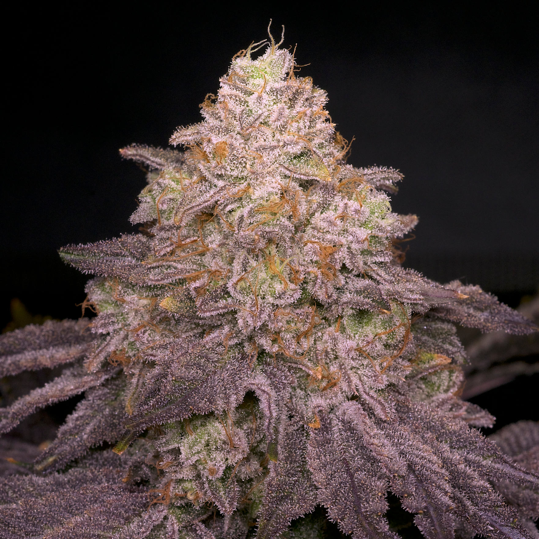 Zikigai flowering cannabis, as labeled by the cited photo source