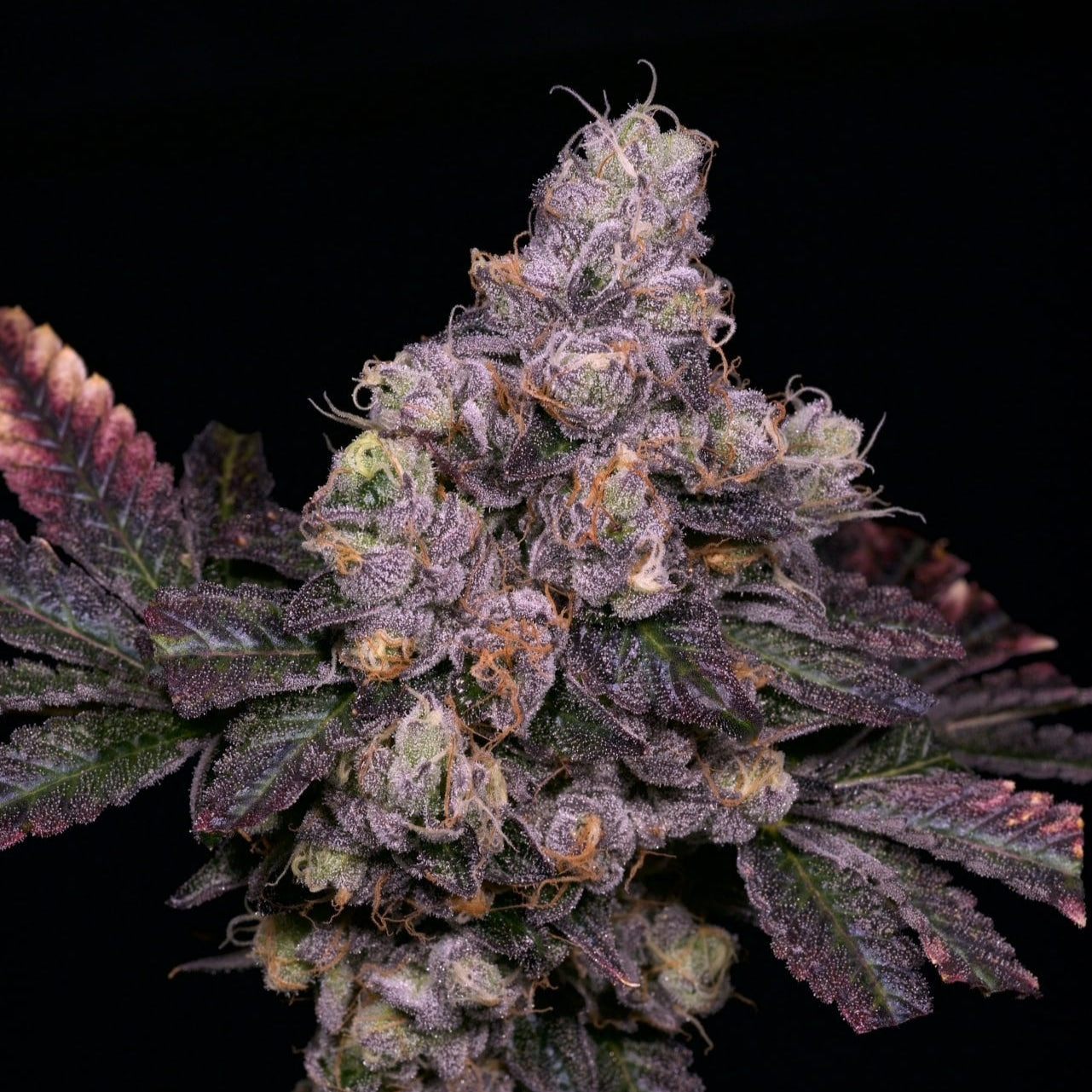 Zsunami flowering cannabis, as labeled by the cited photo source