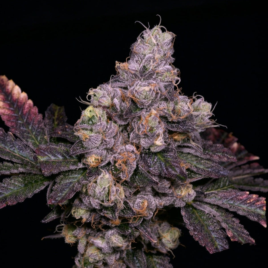 All Seeds – Archive Seeds