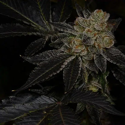 Bio Hazard (Breeder's Cut)