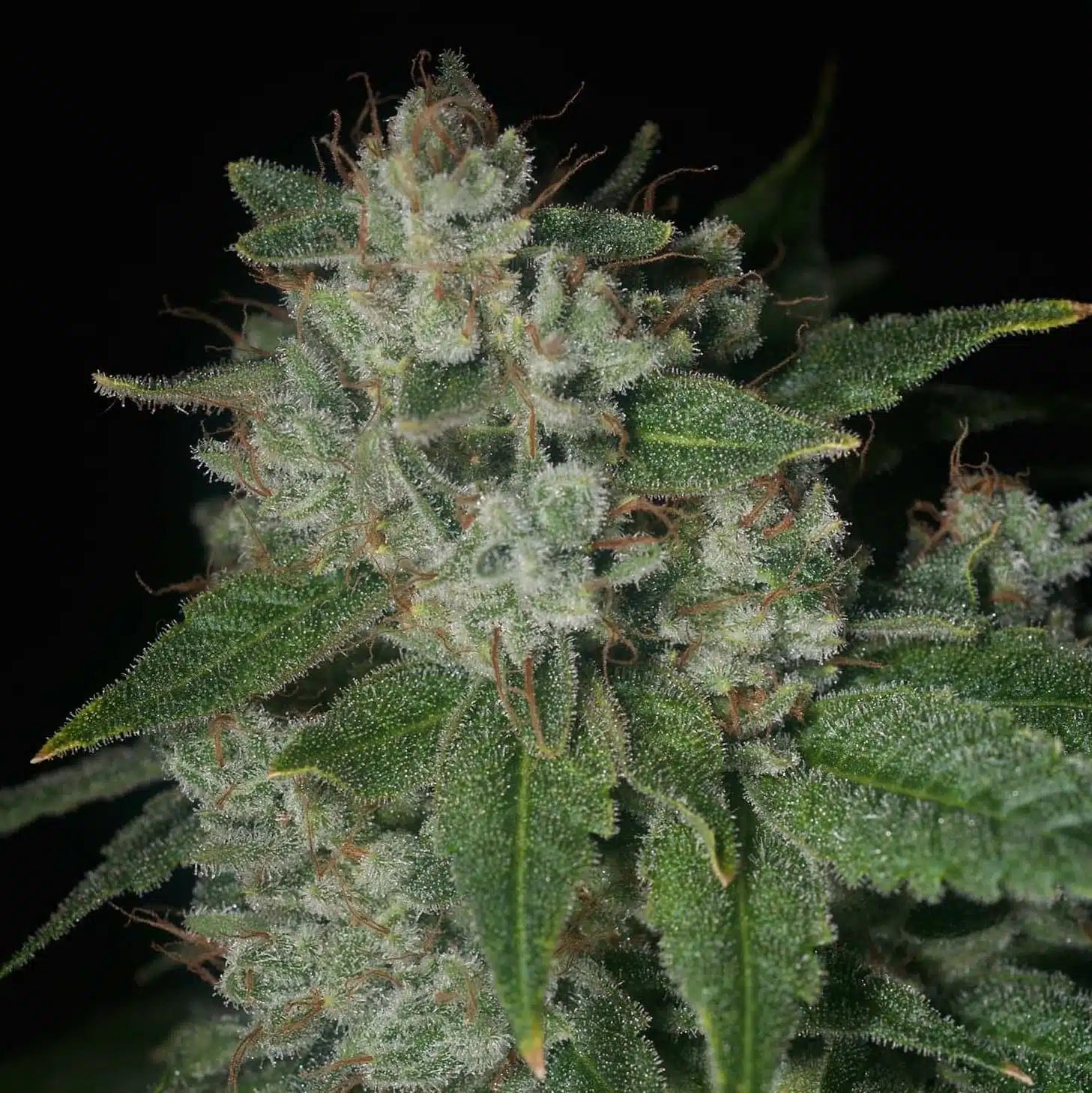 Casper OG flowering cannabis, as labeled by the cited photo source