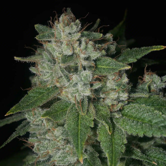 Casper OG