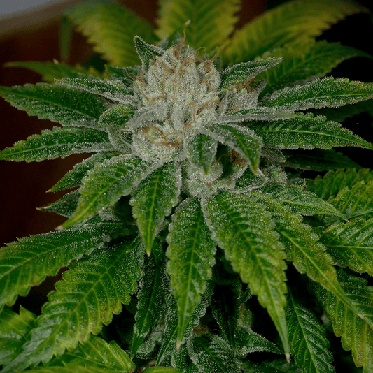 Clearwater Kush