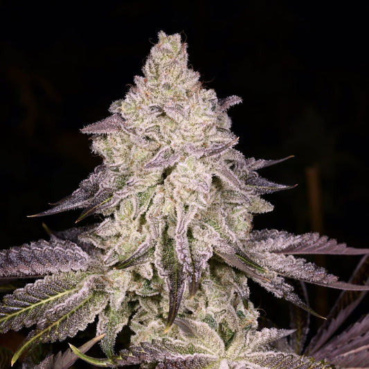 Dark Rainbow