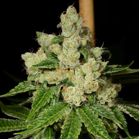 Diesel Dough