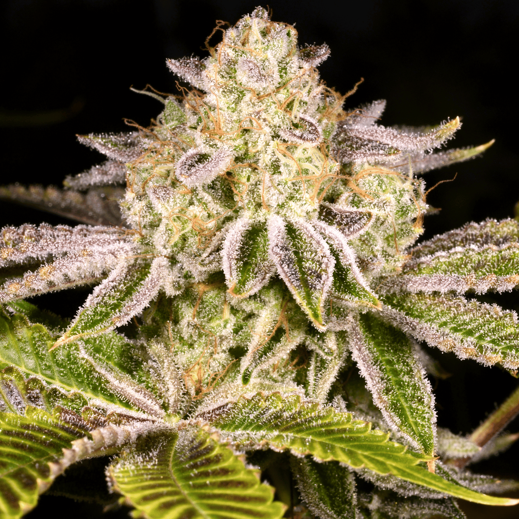 Dosibow flowering cannabis, as labeled by the cited photo source