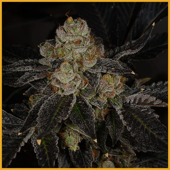 Dosidos #22 (Breeder's Cut)