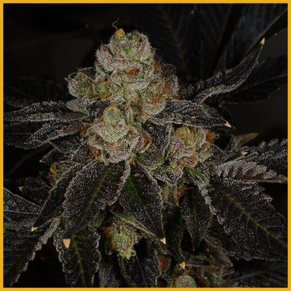 Dosidos #22 (Breeder's Cut)