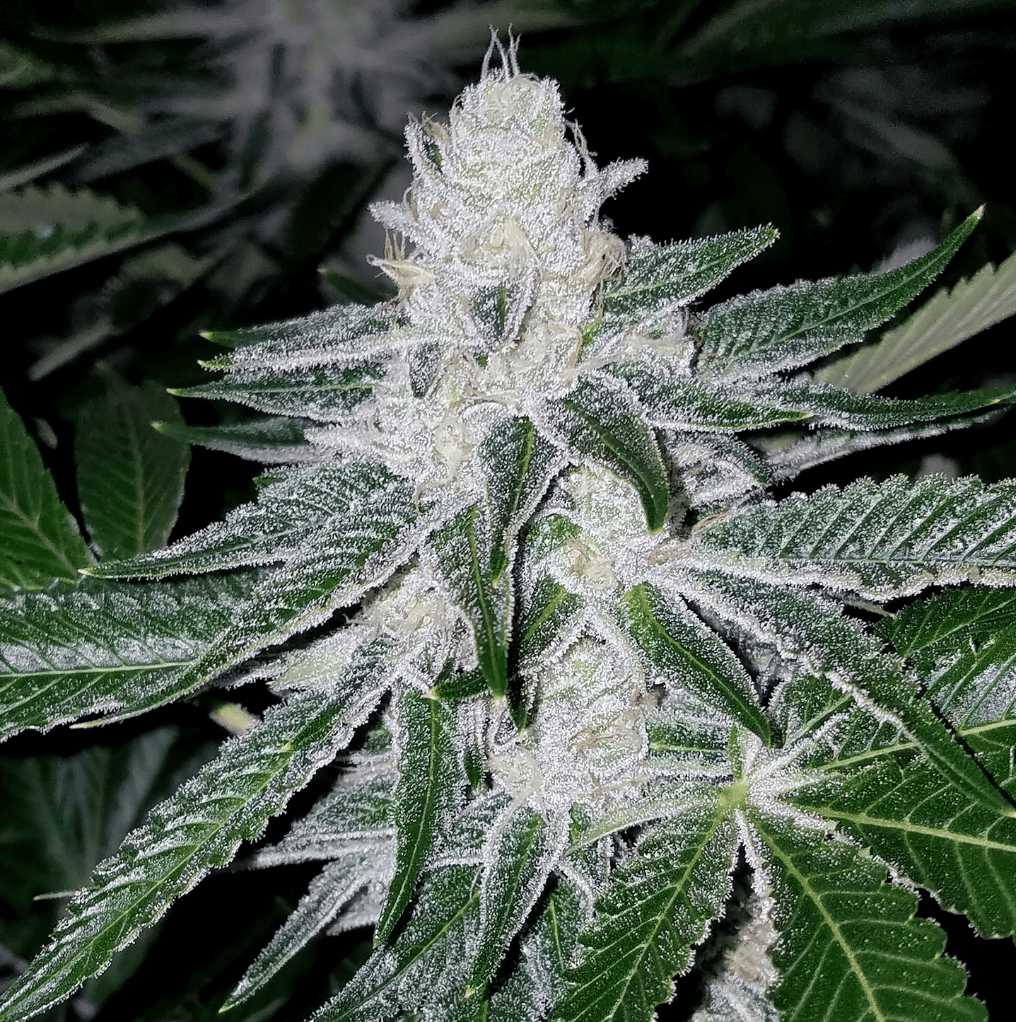 Dosidos #9