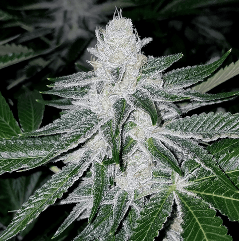 Dosidos #9