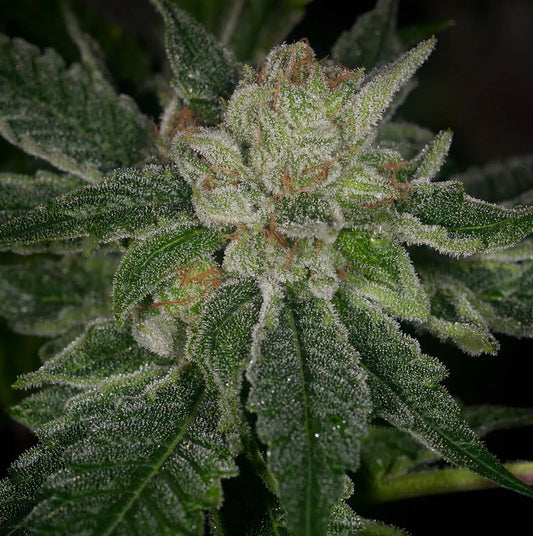 Elevated OG