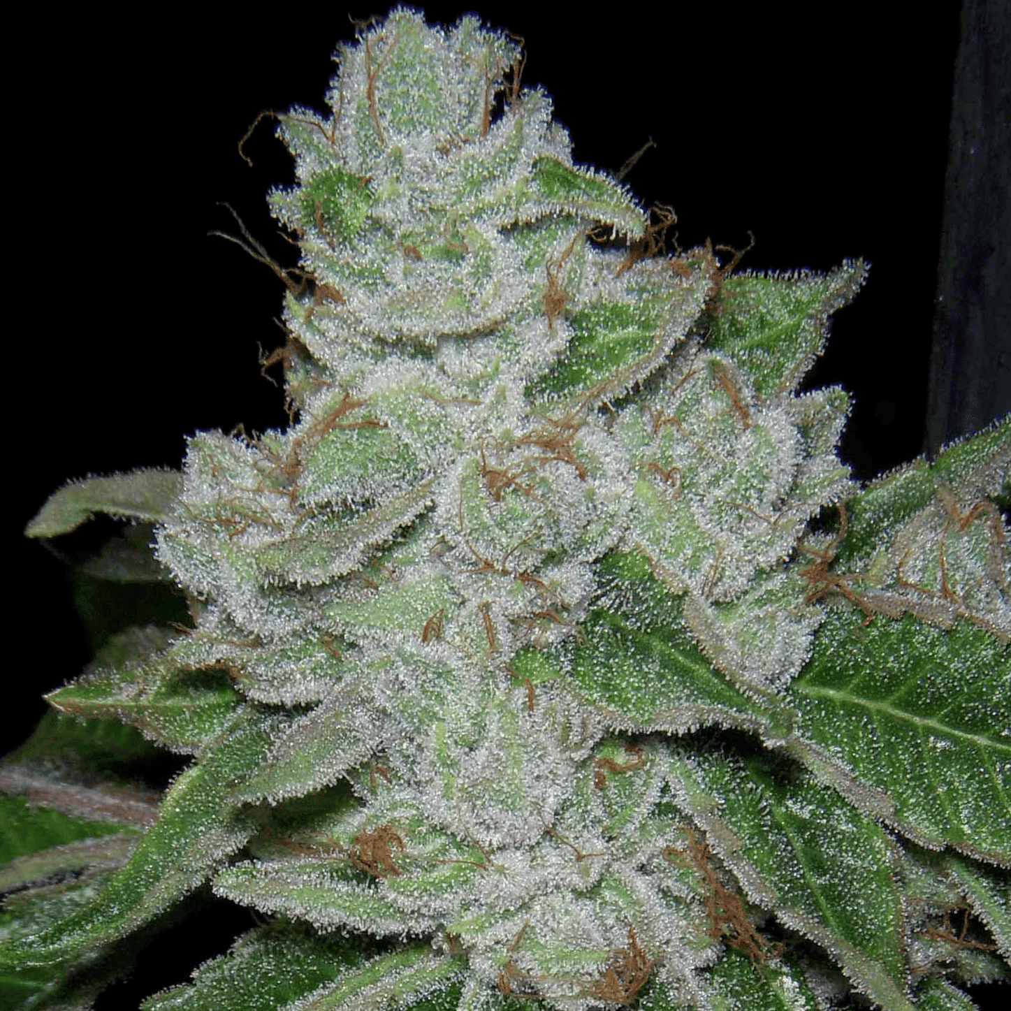 Face Off OG BX2 flowering cannabis, as labeled by the cited photo source
