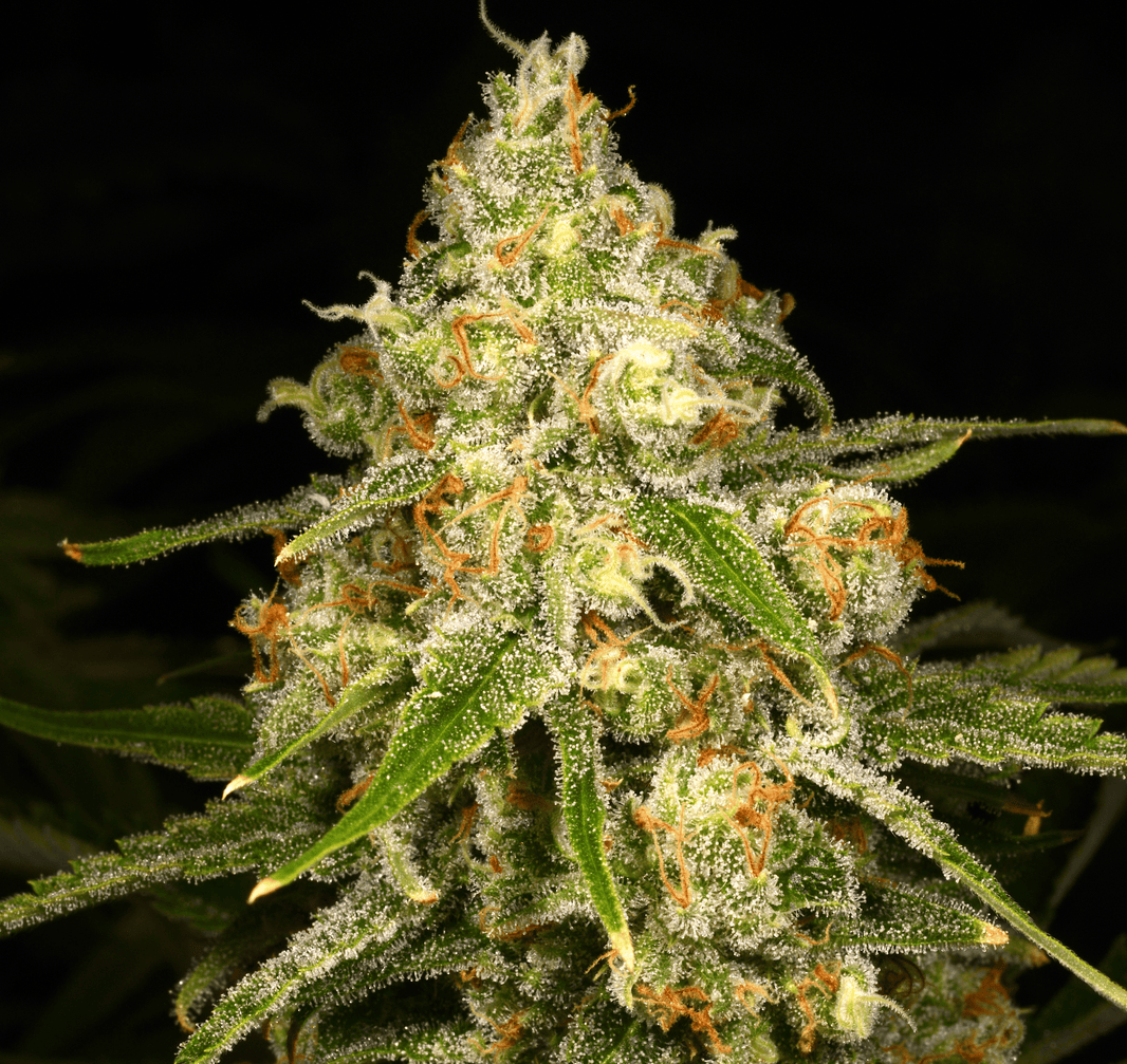 Strain Library – Archive Seed Bank