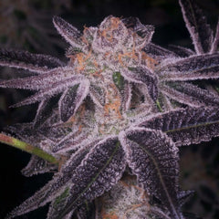 Junior Mints Feminized