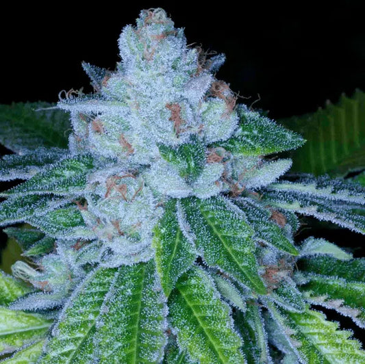 Kirkwood OG