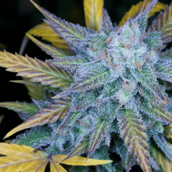 lemon amnesia flowering cannabis, as labeled by the cited photo source