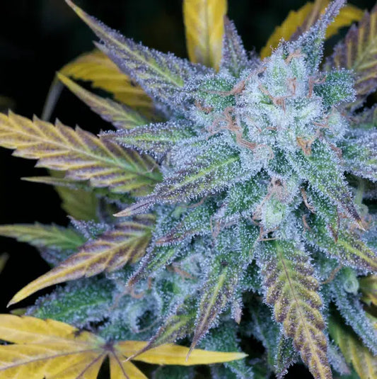 Lemon Amnesia