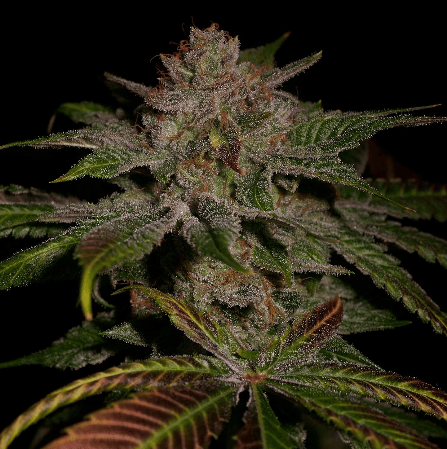 Lemonheads flowering cannabis, as labeled by the cited photo source