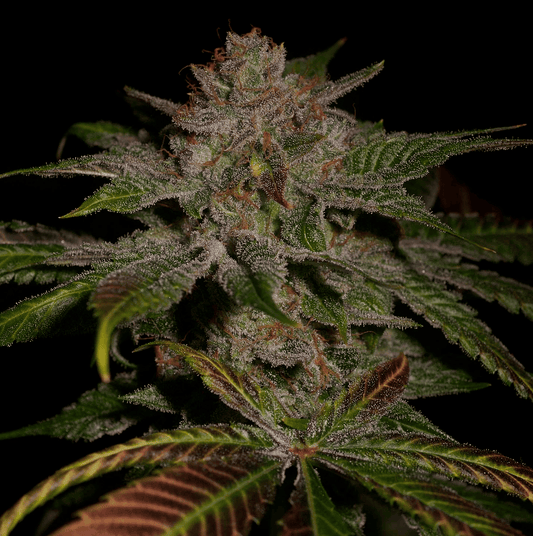 Lemonheads
