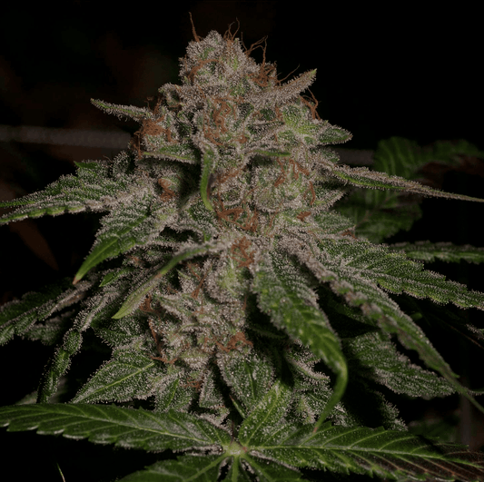 Oregon Lemons