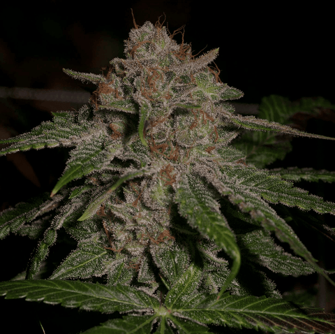 Oregon Lemons