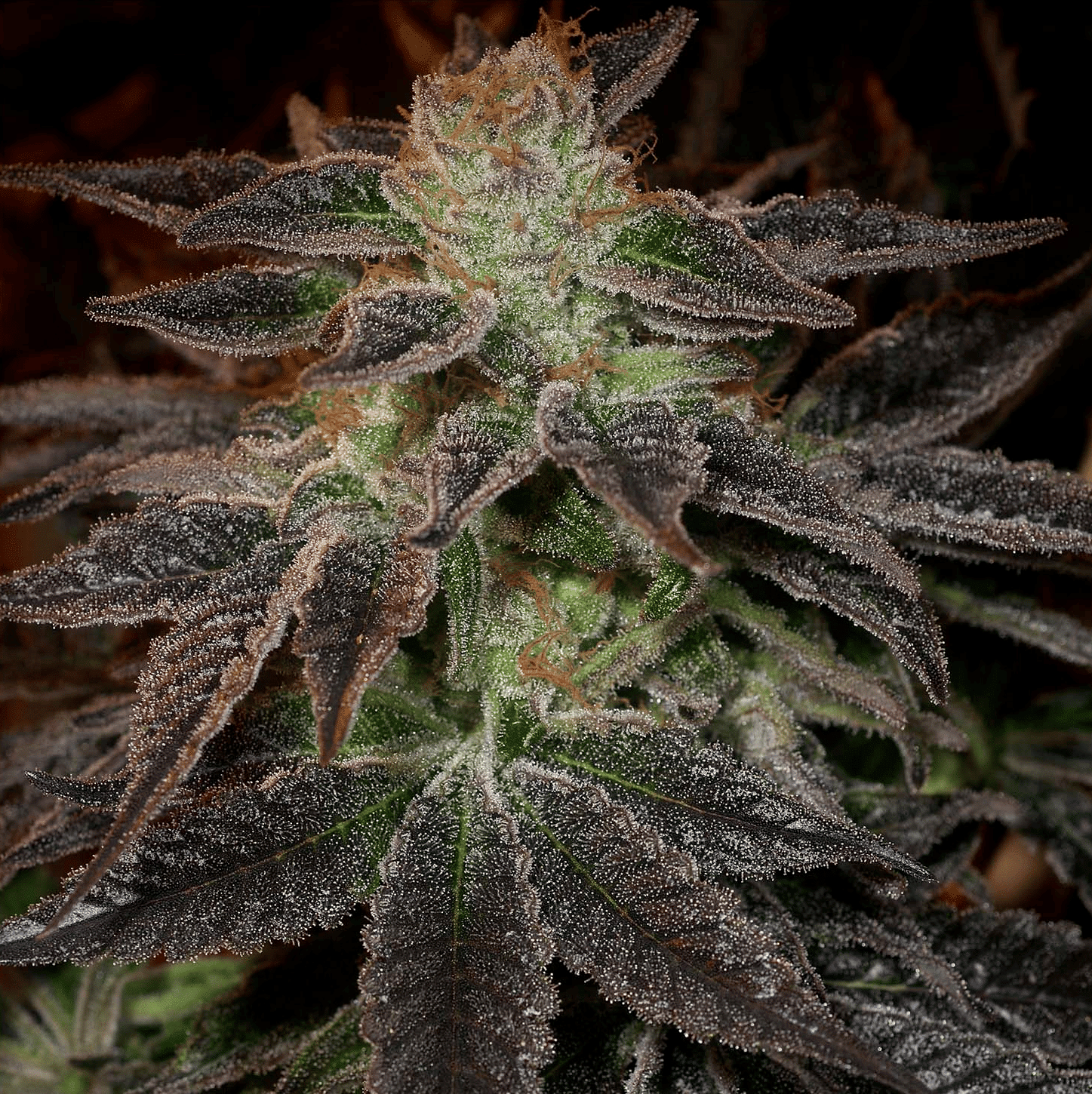 Pie Face flowering cannabis, as labeled by the cited photo source