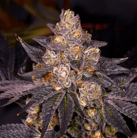 Planet Purple F1