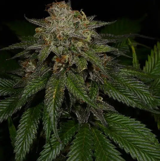Plum Wine flowering cannabis, as labeled by the cited photo source