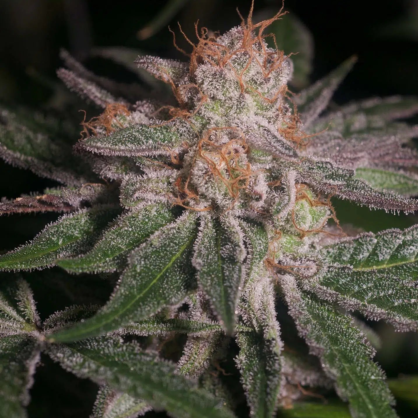 Polynesian Thin Mints flowering cannabis, as labeled by the cited photo source