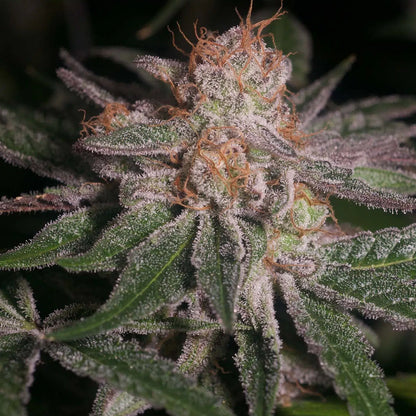 Polynesian Thin Mints