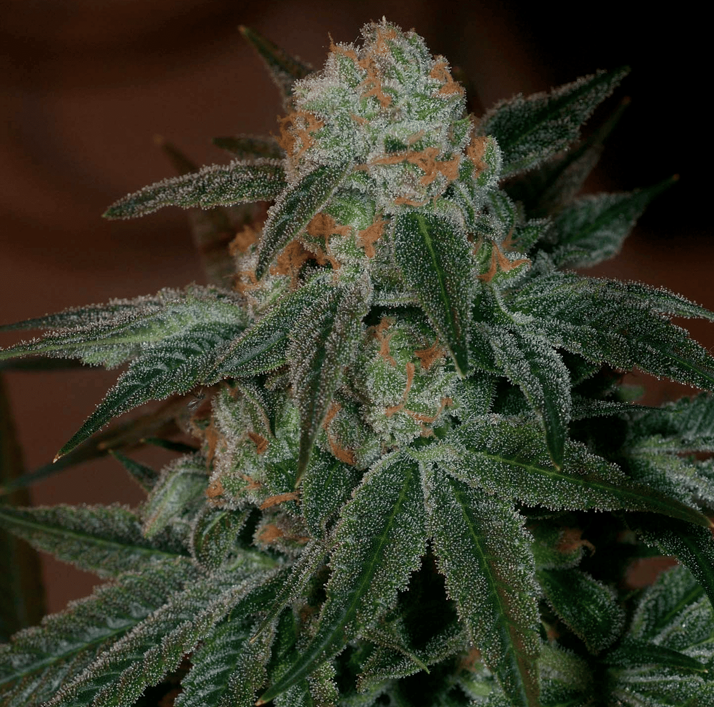 Poochie Love flowering cannabis, as labeled by the cited photo source