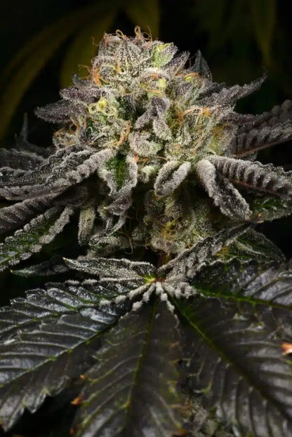 Purp Skurp