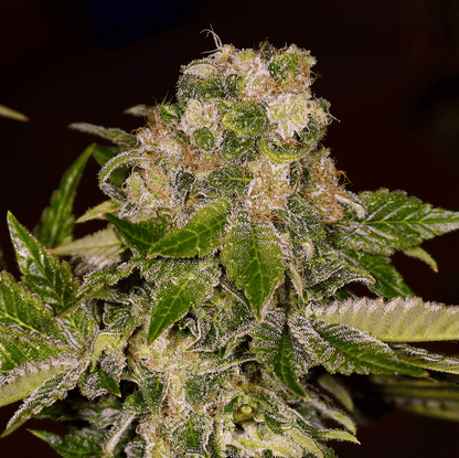 Rainbow Wreck