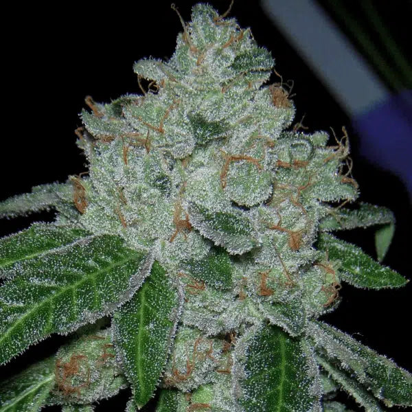 Rocket Fuel flowering cannabis, as labeled by the cited photo source